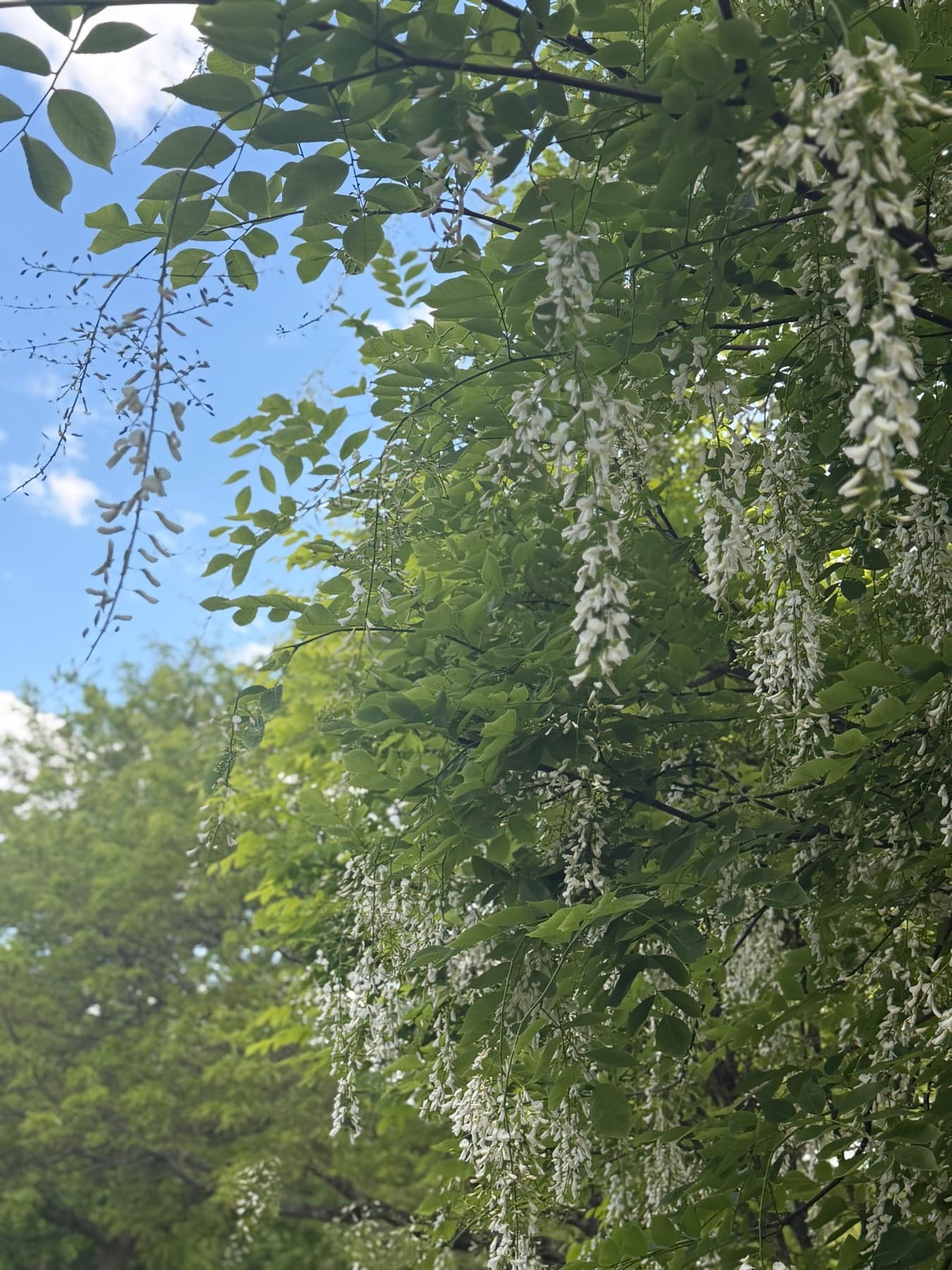 Sun through a canopy of summer green.