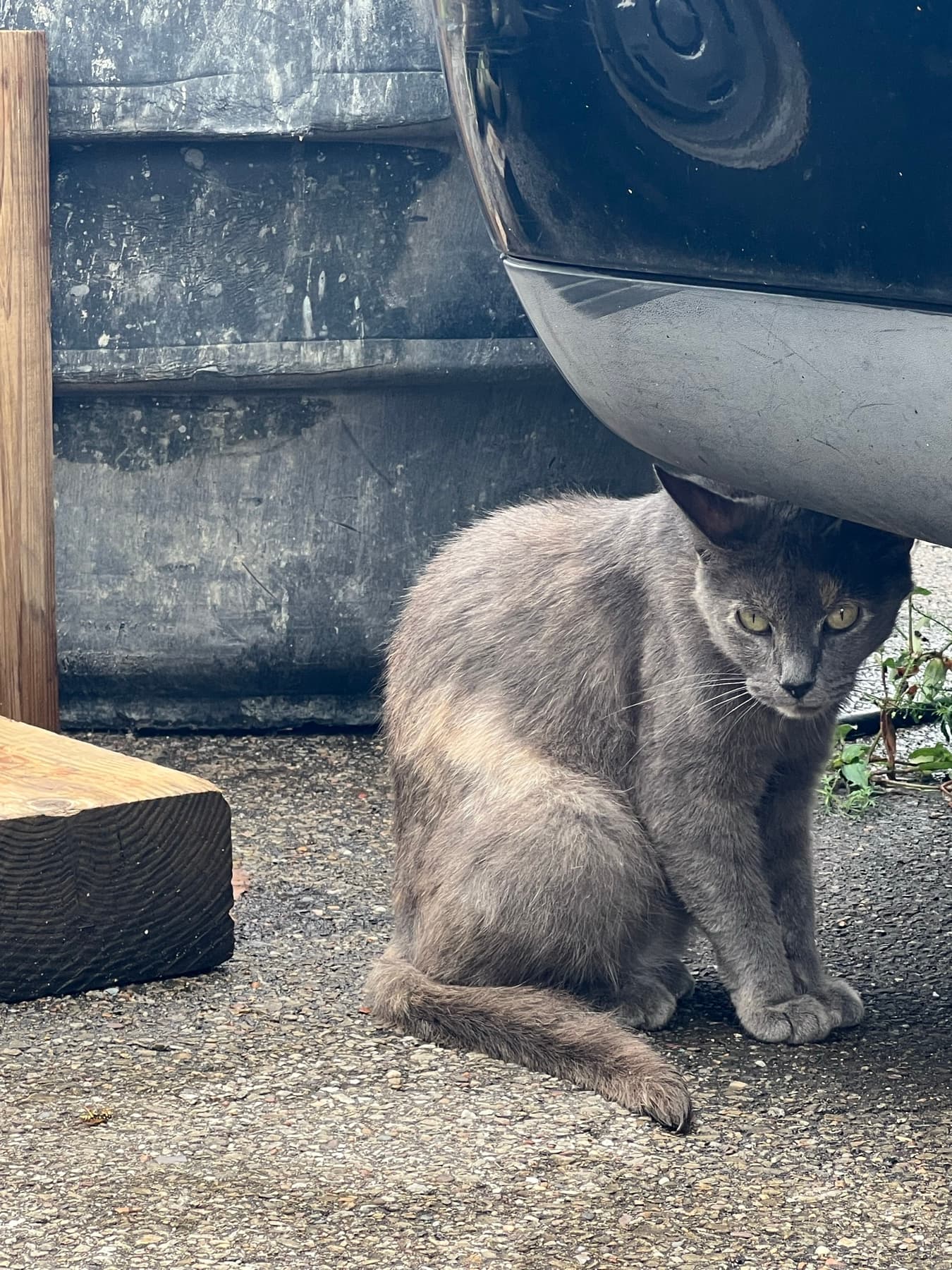 A grey cat curled on a denim lap.