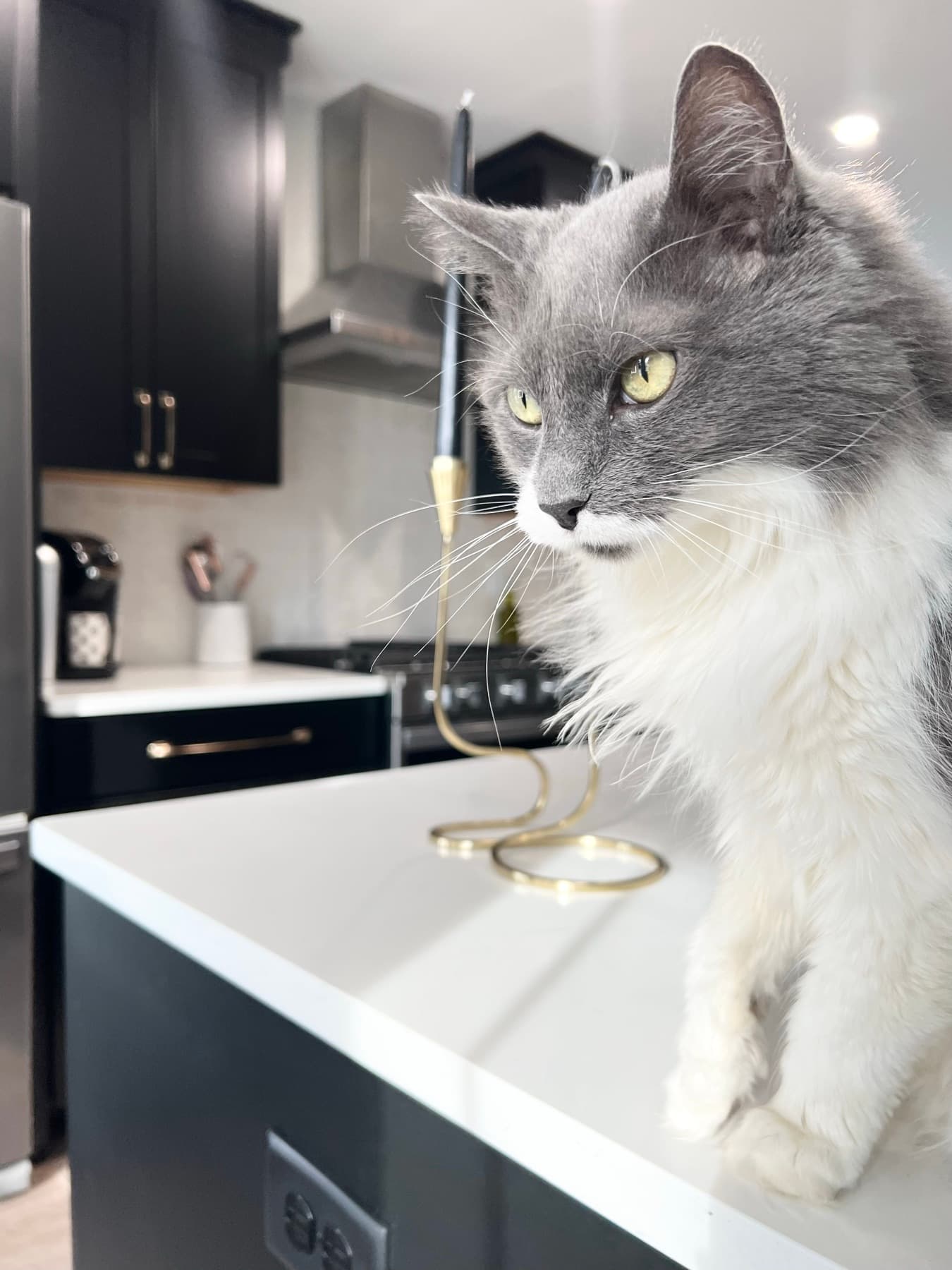 A curious cat up on the counter.